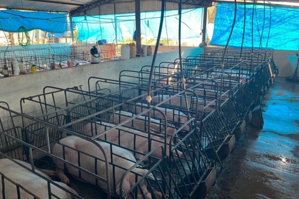 Productores porcinos piden acciones firmes ante contrabando