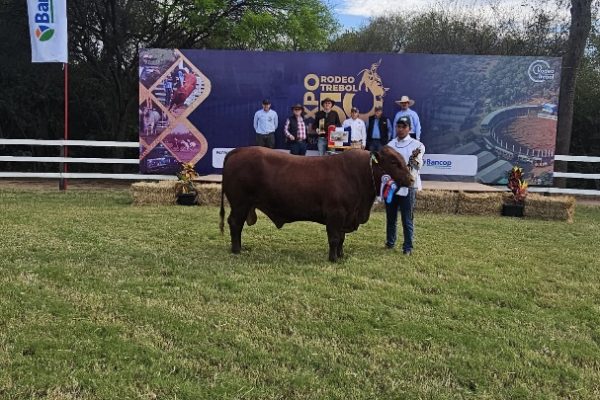 La Blanca SA arrasa con genética 4X4 en la Expo Trébol, edición de oro