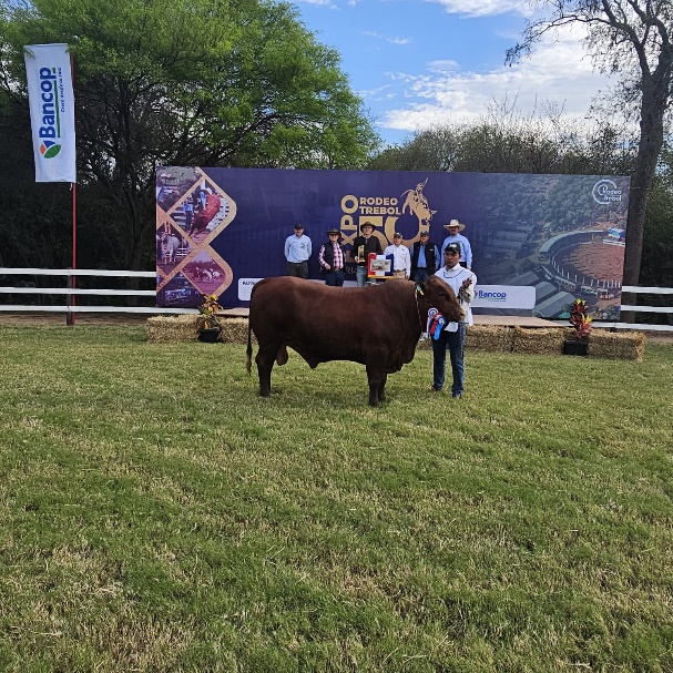 La Blanca SA arrasa con genética 4X4 en la Expo Trébol, edición de oro