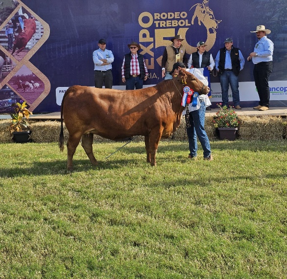 Hembra Gran Campeona de La Blanca SA con genética 4X4 en la Expo Rodeo Trébol 2026