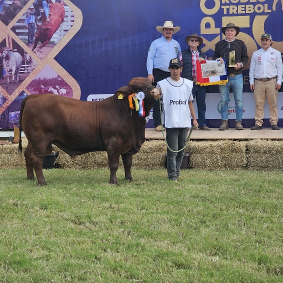 Reproductor de La Blanca SA con las escarapelas de campeón en la 50.ª Expo Rodeo Trébol