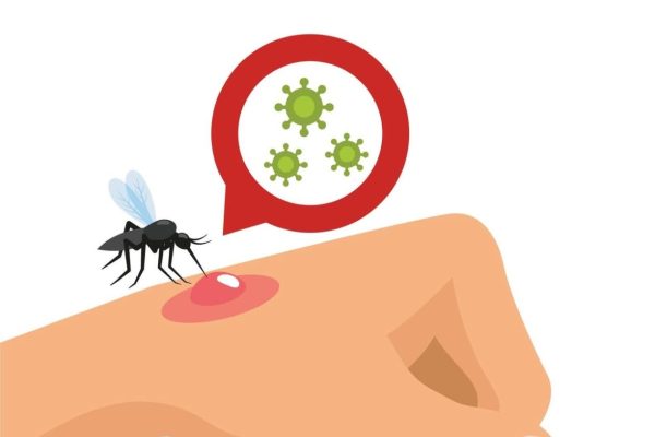 20 de agosto: Día Mundial del Mosquito