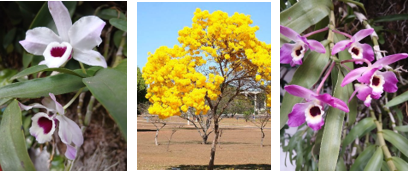¡ADIÓS AL TEMIDO MES DE AGOSTO!,  SEPTIEMBRE FLORECE EN PARAGUAY