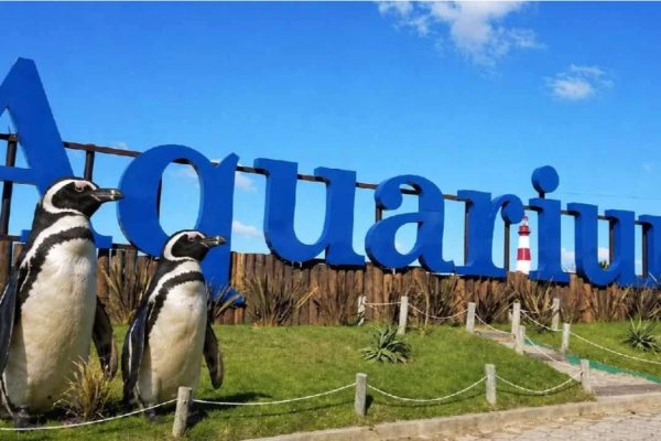 Mar del Plata Buscan vender cuatro pingüinos en 40.000 dólares