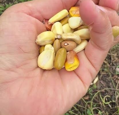 LA SIMIENTE Y EL USO DEL  GRANO COMERCIAL COMO SEMILLA
